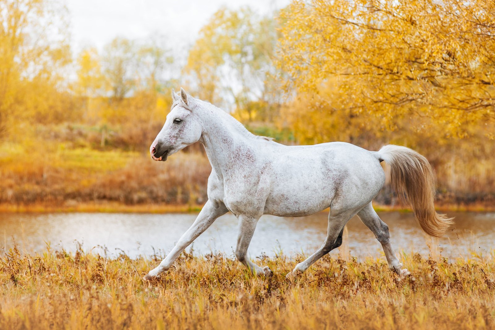 Our Favorite Motivational Quotes About Horse Training