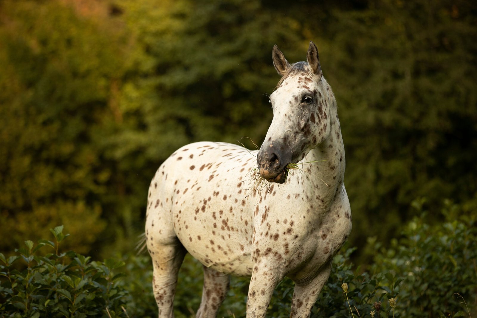 Fascinating Horse Documentaries That Equestrians Will Love