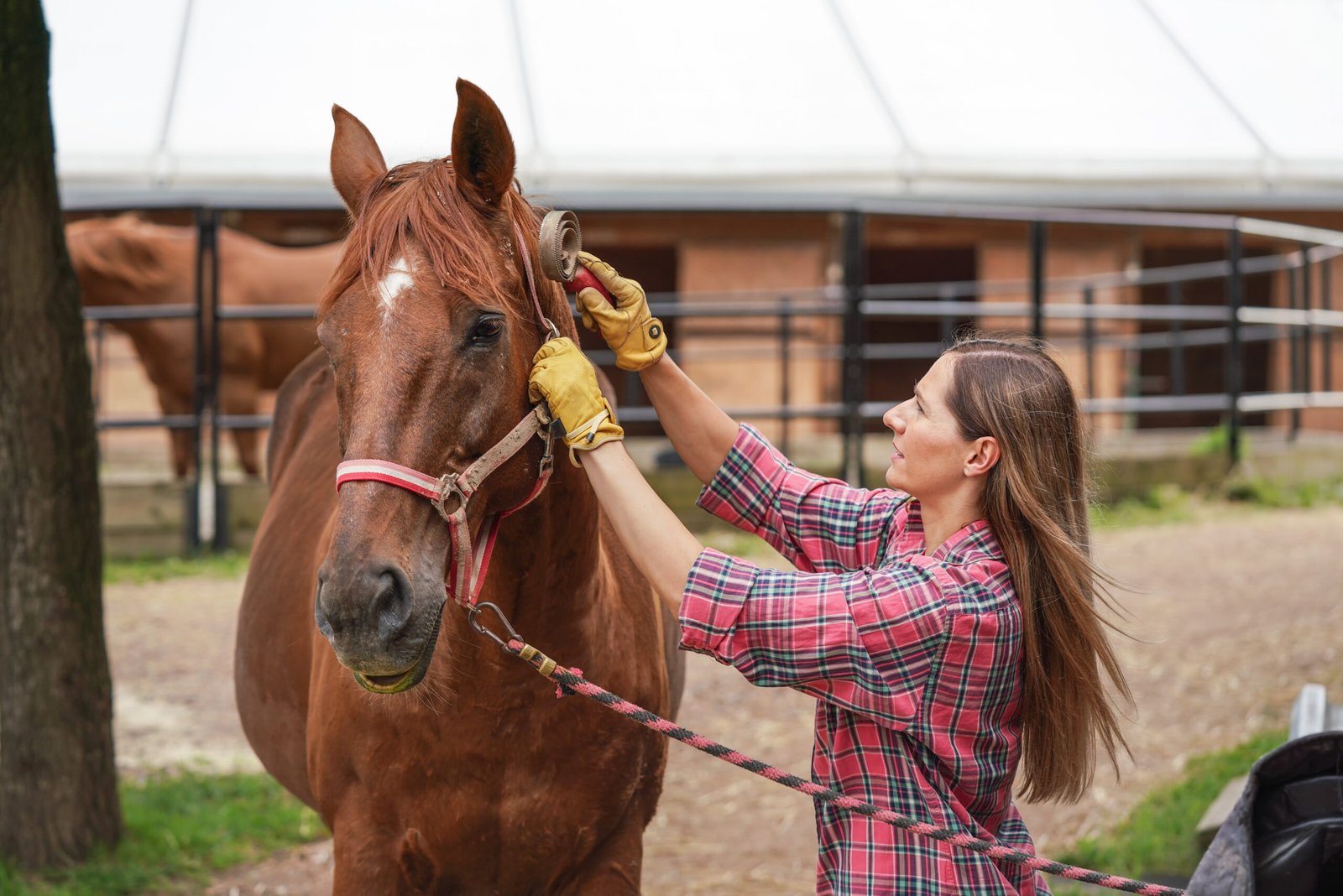 Where Can I Buy Horse Supplies? Helpful Shopping Websites for Equestrians