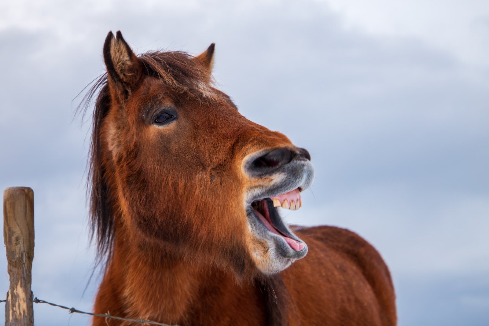 10 Horse Expressions People Use Without Realizing