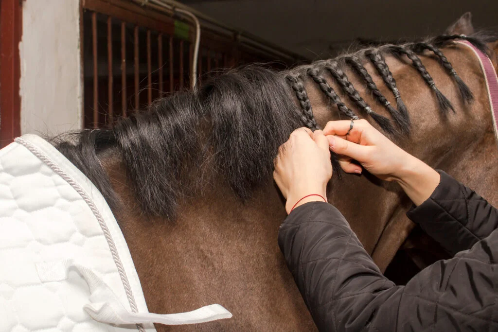 Braiding a horse's mane for a horse show.