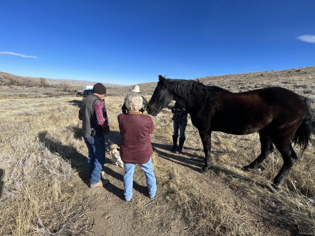 A senior horse at Jackson Hole Horse Rescue.