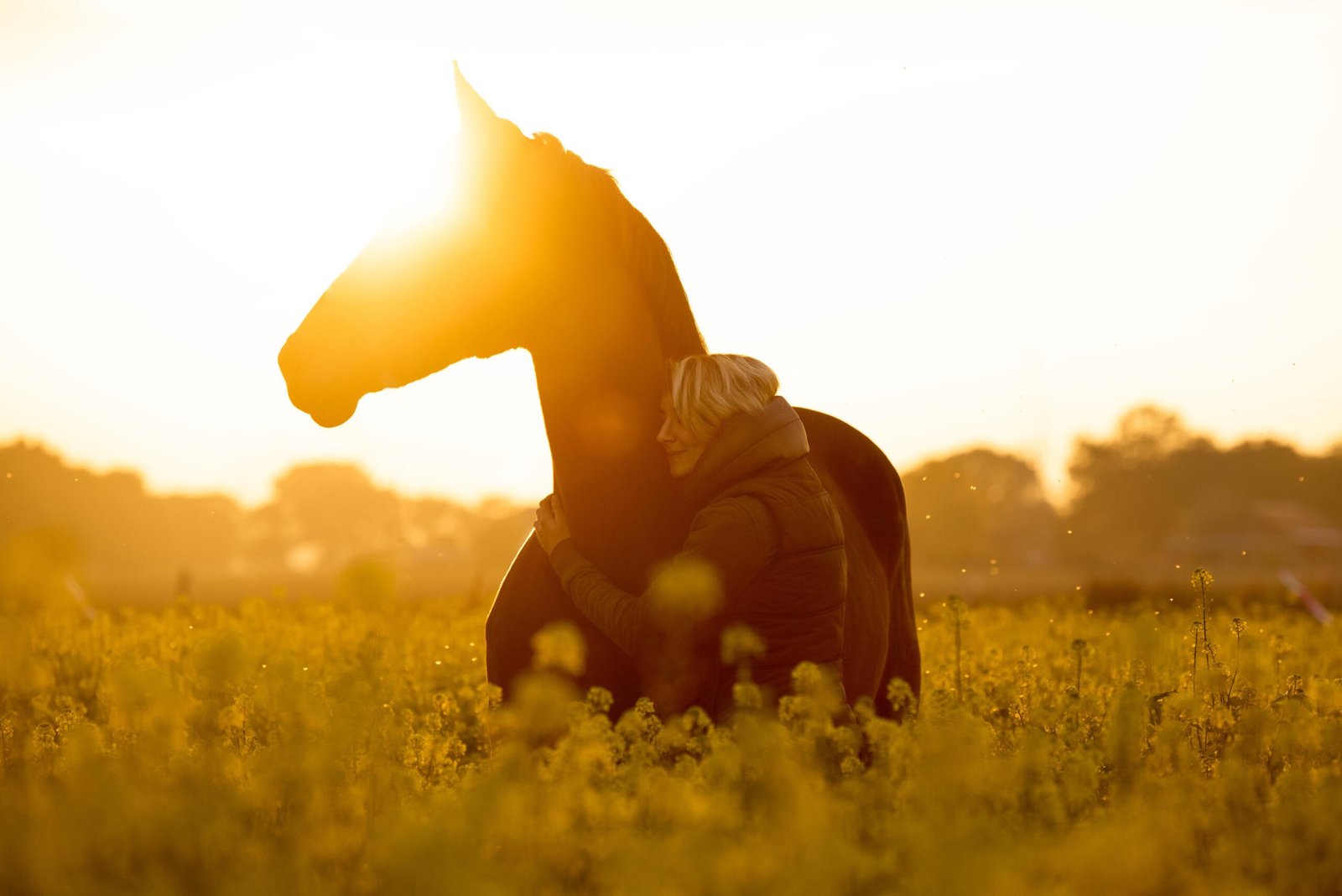 How equine assisted learning can help veterans