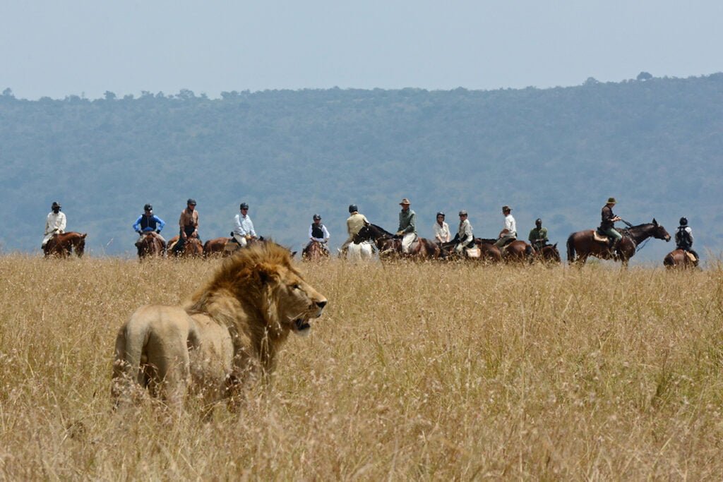 Riders on horseback watching a Lion in Africa.